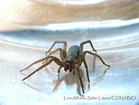 LASL0068 Zoropsidae.jpg