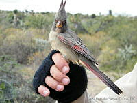 KMS0011 Cardinalis sinuatus.jpg