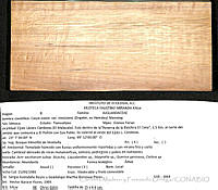 CMyFO 01006  Carya ovata var. mexicana.JPG
