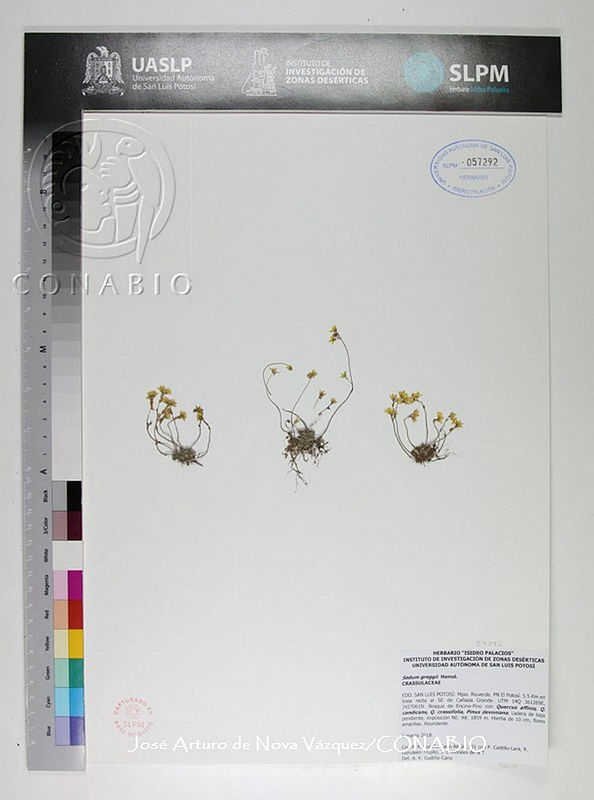JAdNV0450%20Sedum%20greggii.JPG.rieTmoj1MeUpuyFjQA3g0JtbmFja29CbnFuZ3NAbXJ6LGtwZwA.CScM2KQ3fp