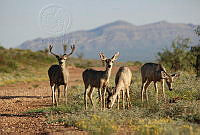 MFCT01 Odocoileus virginianus.jpg