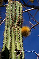 3R 00942 Pachycereus grandis.tif