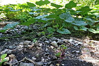 SG019 0289 Cucurbita y Portulaca oleracea.jpg