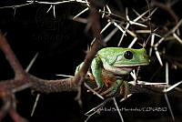 ZISH 0003 Agalychnis dacnicolor.jpg