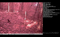 FJBL0130 Molothrus sp..jpg