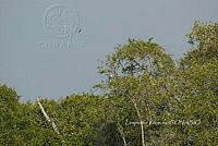 HJ6- 0910- Ardea herodias.jpg