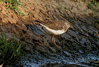 MGaves 895 Tringa  solitaria.jpg