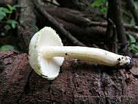 MCS151 Agaricaceae.JPG