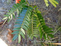 JF092 1313 Cojoba arborea.jpg