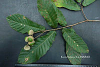 ME010 KV 01878 Quercus peduncularis Née, 1801_.JPG