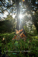 IDG1839 Danaus plexippus.jpg