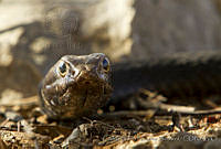 CNS1351 Masticophis fuliginosus.jpg