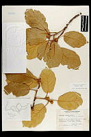 102088 Quercus mcvaughii.jpg