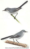 MAPM0192 Polioptila caerulea.jpg