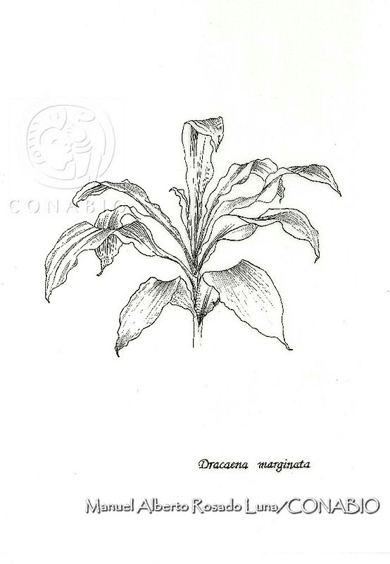 MARL0252%20Dracaena%20marginata.jpg.qyeJ8pT0Mbl5jSlhQA3g0JtbmFja29CbnFuZ3NAbXJ6LGtwZwA.w0es 7H0A7