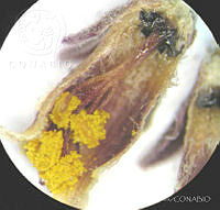 SL1594 Jatropha dioica.jpg