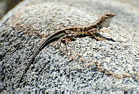 VHL0214 Callisaurus draconoides.jpg