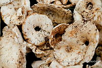 IMDOC Hong 0162 Russula brevipes.jpg
