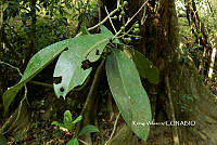 ME010 KV 00077 Ardisia revoluta Kunth, 1819.JPG