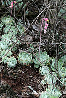ORGR0144 Echeveria secunda.jpg