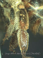 JAMR1274 Mydrosoma saussurei.jpg