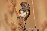 JRRO0553 Pipilo maculatus.jpg