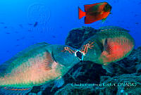 CCK008 Sparisoma viride.jpg