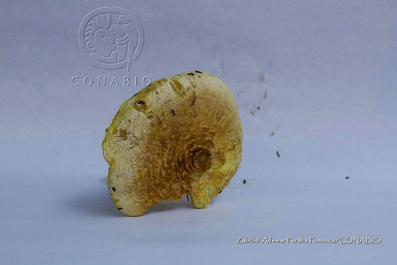 ZAPF%200625%20Amanita%20calyptratoides.jpg.iie yfb0MUnLEzdjQA3g0JtbmFja29CbnFuZ3NAbXJ6LGtwZwA.ZEL3O8oysD
