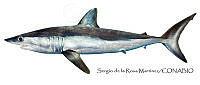 SRM0022 Isurus oxyrinchus.jpg