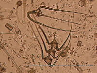 ZME y MEMC-LFMS298 Ceratium vultur.JPG