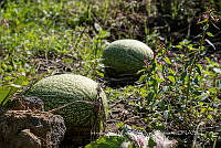 IMDOC4193 Cucurbita ficifolia.jpg