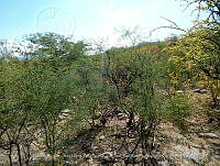 LI005 0124 Mimosa laxiflora, Fouquieria macdougalii.jpg
