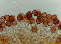 PDA0085 Phaseolus vulgaris.JPG