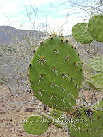 RG016 0516 Opuntia hyptiacantha.jpg