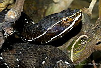 MDL0013 Agkistrodon bilineatus ssp. bilineatus.jpg