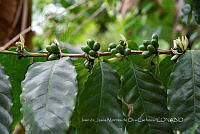 IMDOC3882 Coffea arabica.jpg