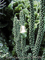 BFZ0079 Cyphoma gibbosum.jpg