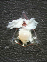 OAC0060 Diacavolinia longirostris.jpg