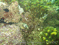 JCCC0088 Muraena lentiginosa.jpg