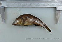 RQTG1963 Dormitator latifrons.jpg