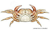 NE018 1025 Gecarcinus_lateralis_V_Hembra.jpg