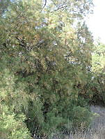 EV02 Tamarix ramosissima.jpg