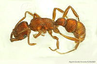 AGDE019-263 Gnamptogenys tornata.jpg