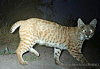 UNAMHBRM-3 Lynx rufus.jpg