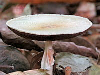 MCS096 Agaricus sp..JPG