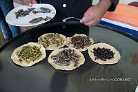 3R00695 Arsenura polyodonta. Atta mexicana, Zea mays.jpg