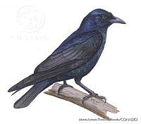 MAPM0691 Corvus sinaloe.jpg
