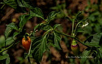 FBA1233 Solanum lycopersicum.jpg