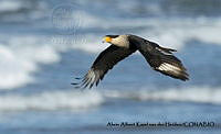 AAKVDH 0311 Caracara cheriway.JPG