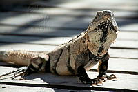 IMDOC6032 Ctenosaura similis.jpg